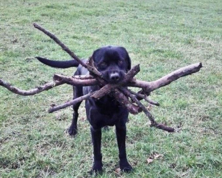 Dog Holding Sticks